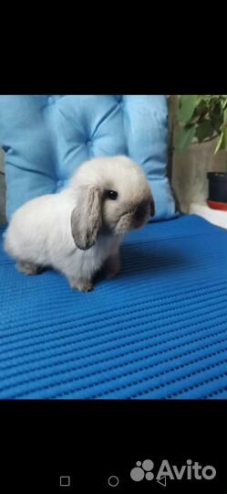 Большой выбор карликовых крольчат