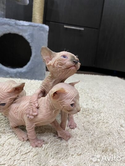 Канадский сфинкс котенок