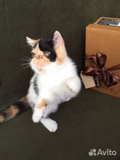 Экзотическая Красавица Ариэль