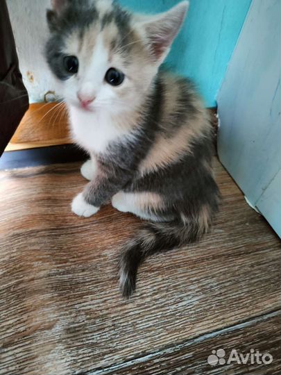 Кошка в дар бесплатно