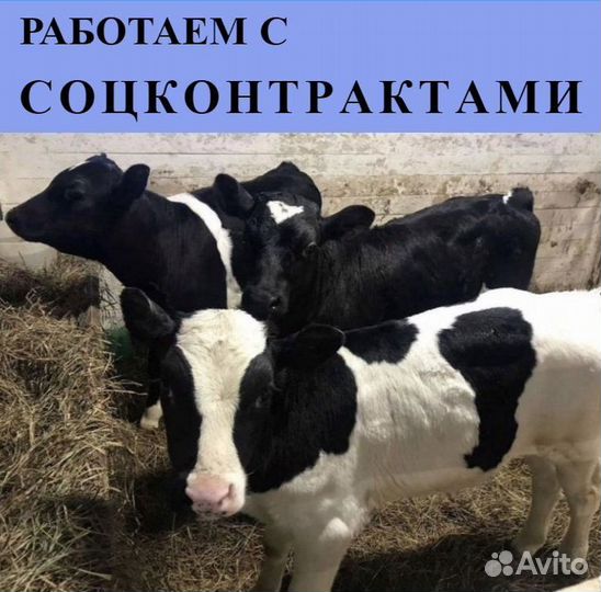 Бычки и телята от месяца