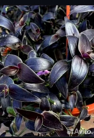 Традесканция фата невесты (гибазис)