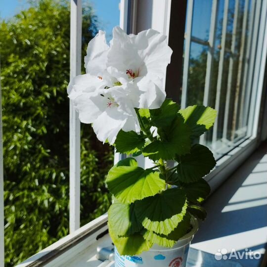 Пеларгония королевская белая