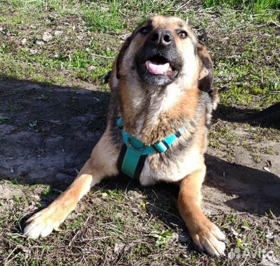 Собака в дар