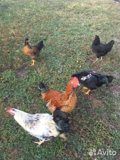 Молодые петушки