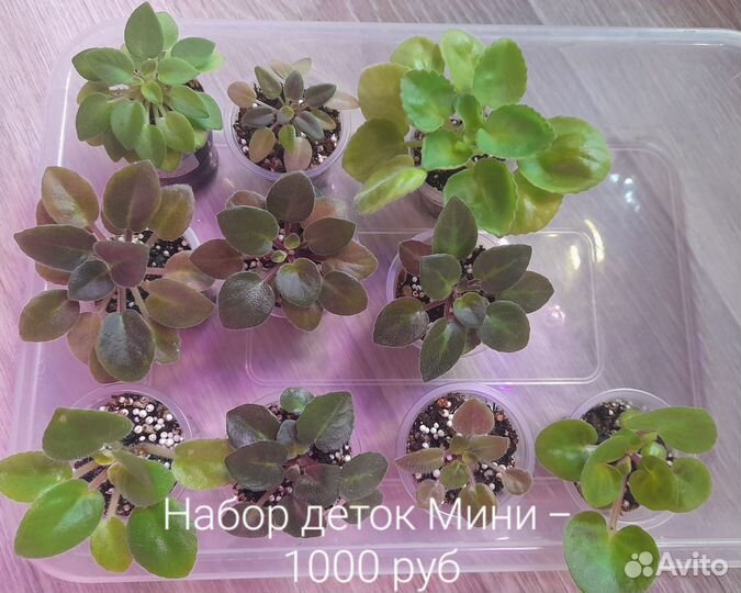 Фиалки набор деток