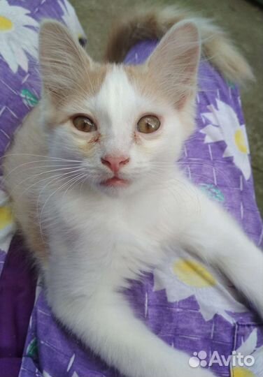 Котёнок в добрые руки