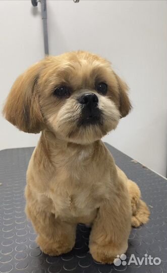 Стрижка, грумминг собак и кошек