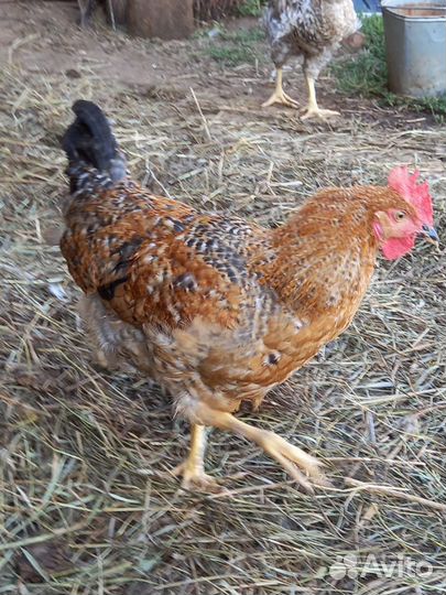 Молодые петухи