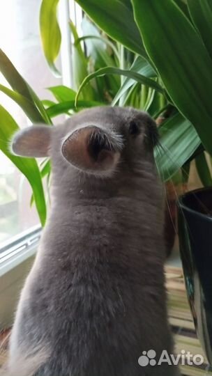 Серебристая шиншилла 