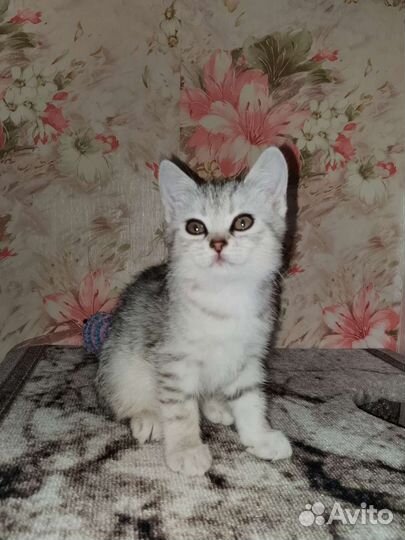 Шотландские котята