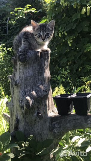 Помогите пристроить котят