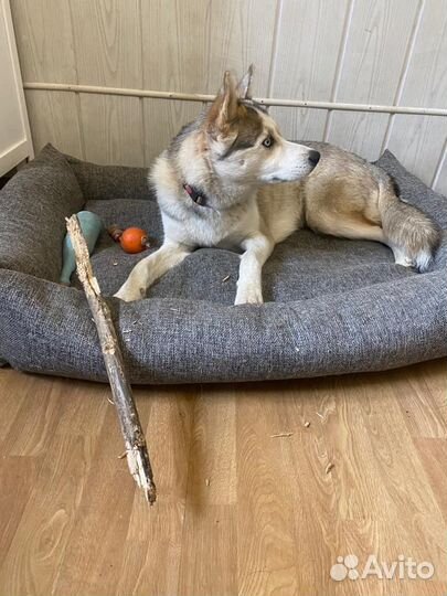 Гостиница для животных