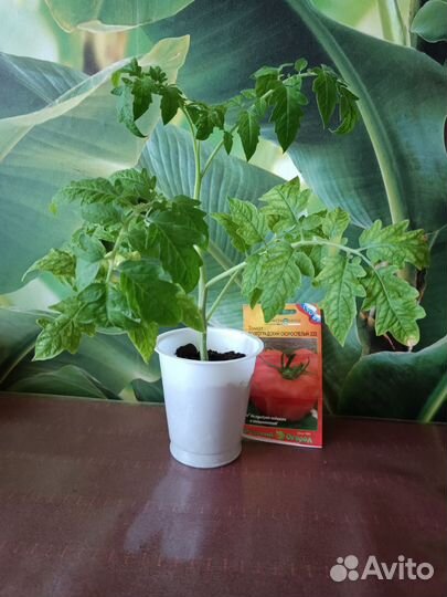 Рассада томатов, перца сладкого,острого,баклажан