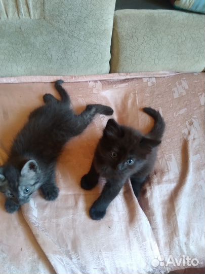 Отдам котят в добрые руки