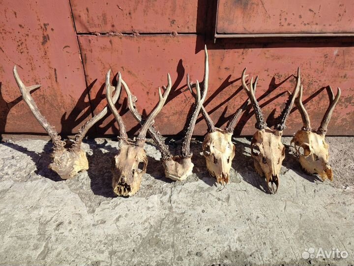 Рога косули