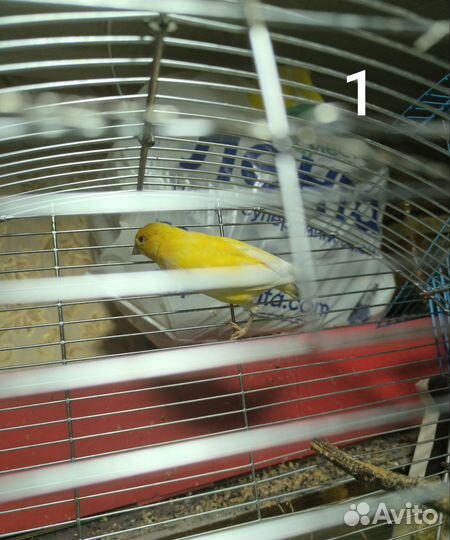 Канарейка с клеткой самец