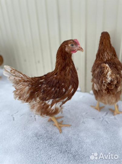 Куры Несушки