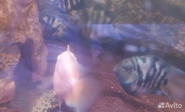 Попугай (рыба)