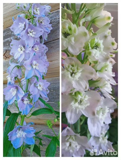 Многолетники, уксус яблочный