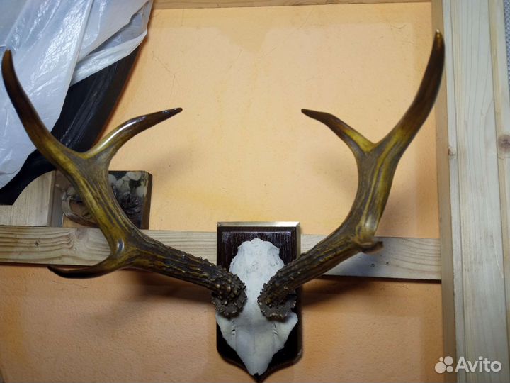 Таксидемия