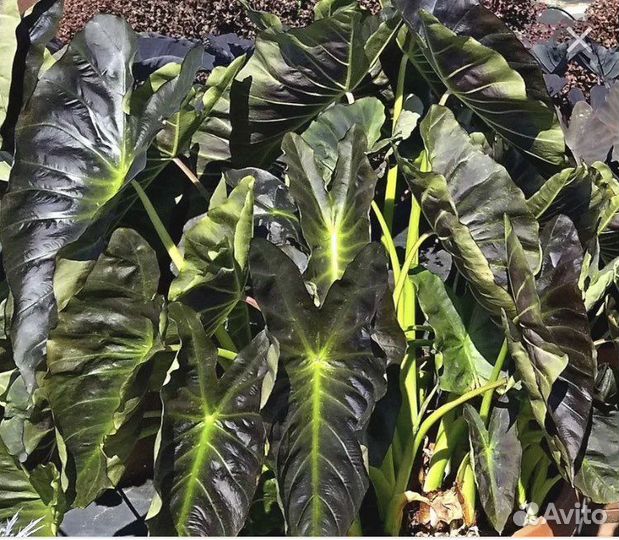 Колоказии и растения для водоемов