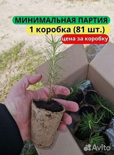 Саженцы сосны обыкновенной зкс