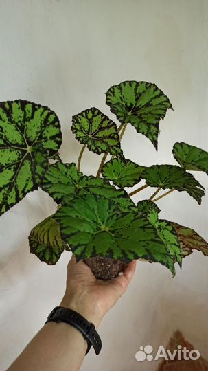 Разные цветы