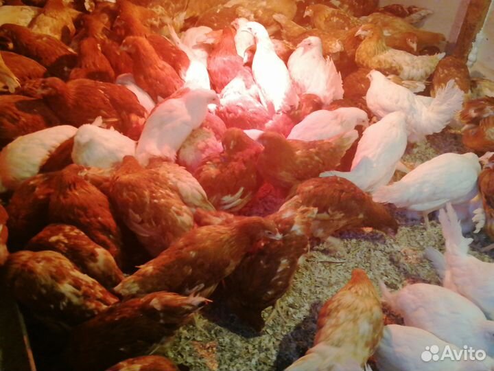 Куры молодки несушки