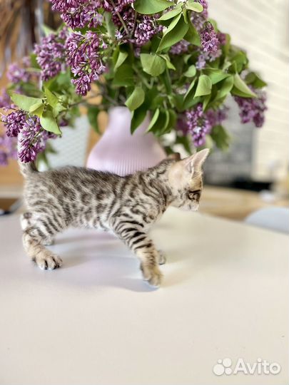 Бенгальские котята