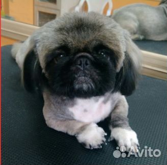 Стрижка животных