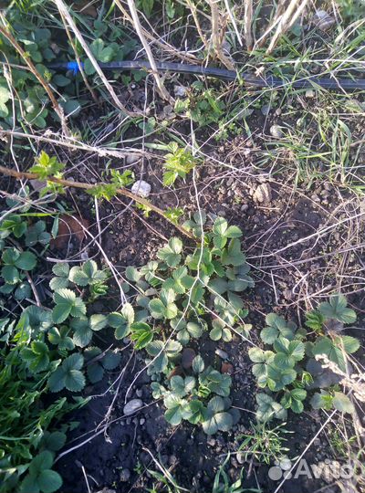 Саженцы клубники малины ремонтантные