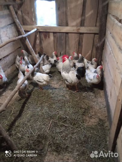 Инкубационное яйцо породистых кур