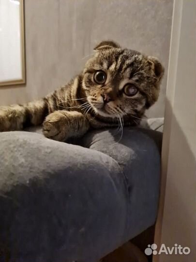 Вислоушка Чуча в добрые руки