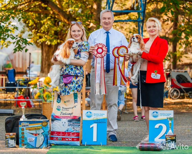 Хендлер, подготовка к выставкам