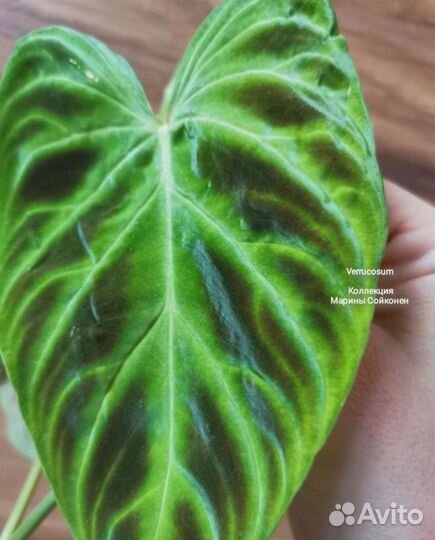 Филодендрон веррукозум бородавчатый