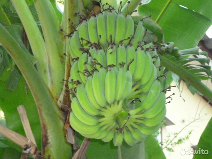 Саженцы Банана Кавендиш