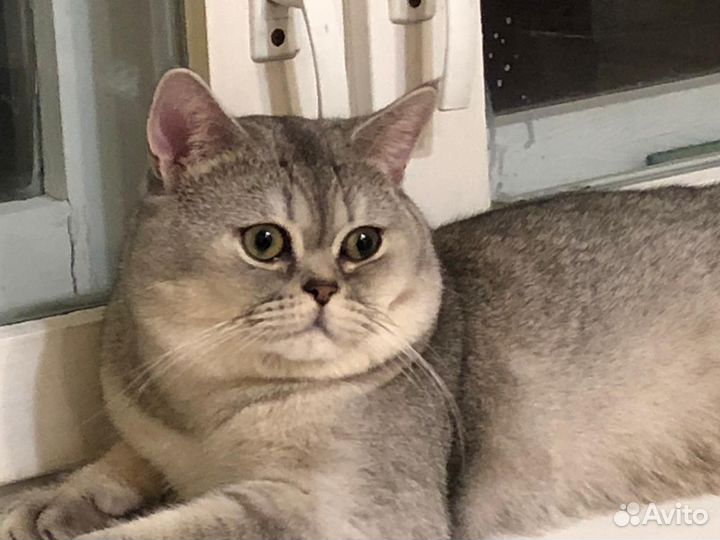 Кот на вязку