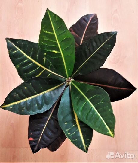 Продам кодиеум