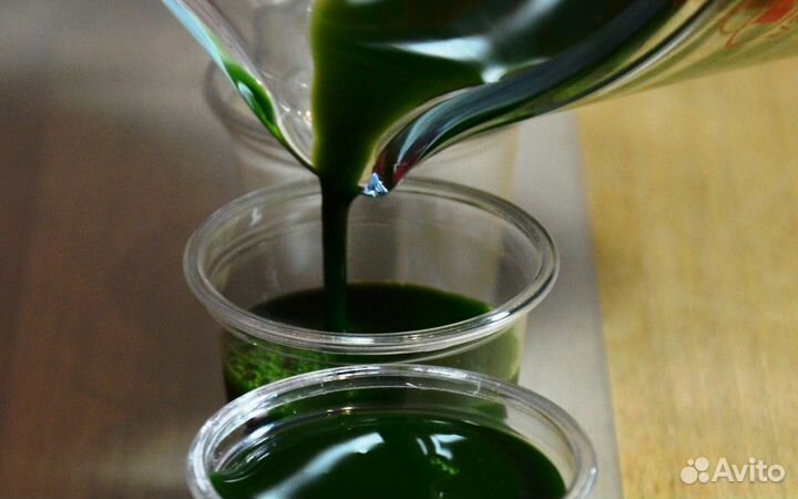 Витграсс - Природный энергетик