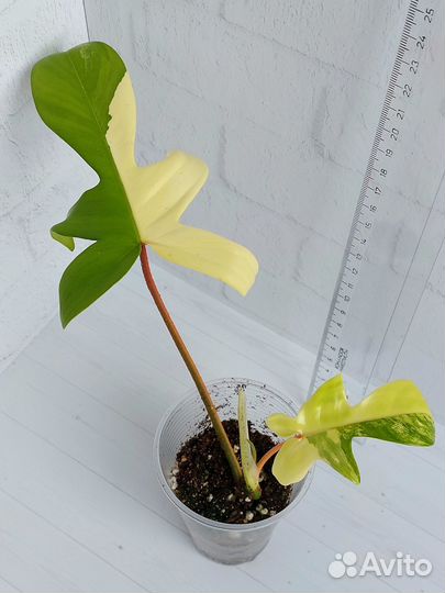 Филодендрон Magic Mask