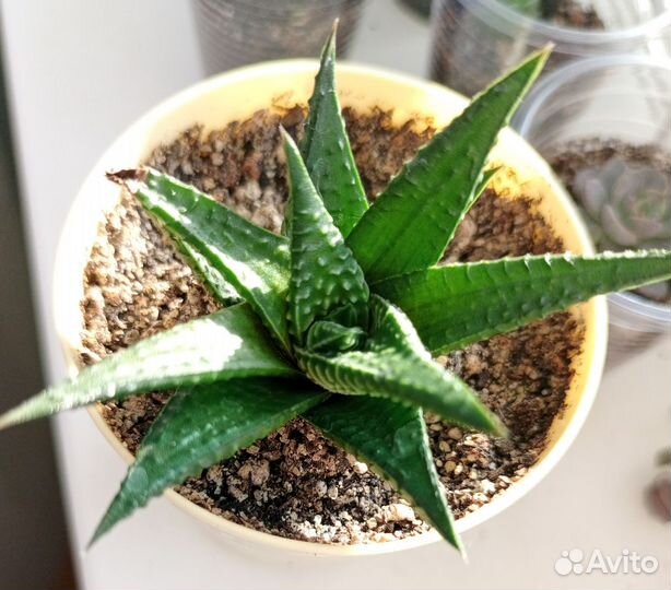 Суккуленты