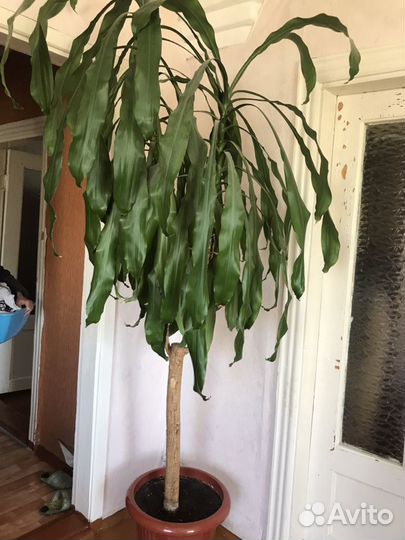 Юкка, высота около 2-2,15 метров