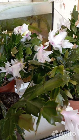 Декабрист белый