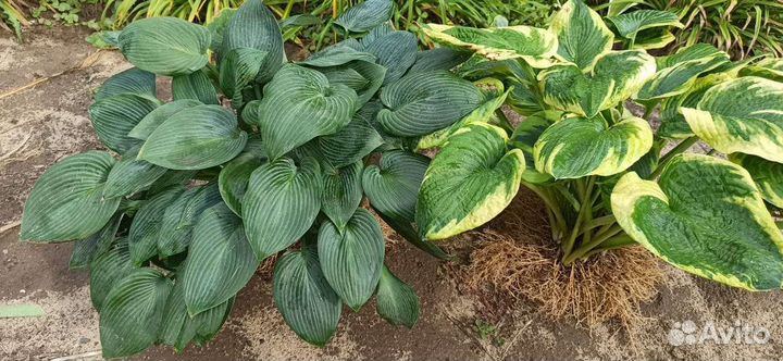 Юкка садовая/ хоста/традесканция