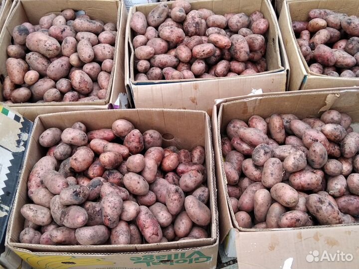 Семенной картофель и есть на еду