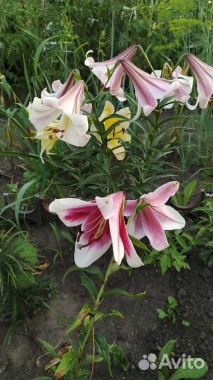 Лилии луковицы