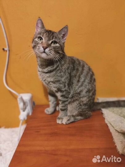 Муха ищет дом