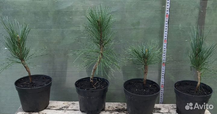 Кедр привитый