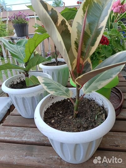 Сортовые фикусы